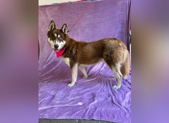 Zahid - Beeindruckender Husky-Mix sucht geduldiges Zuhause *bald in 71711 Murr*
