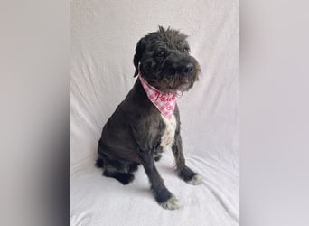 Camilia - Sanfte Hundedame sucht einfühlsame Menschen!