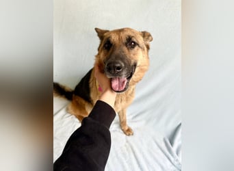 Sabrina - Treue Schäferhundseele sucht ihr Für-immer-Zuhause