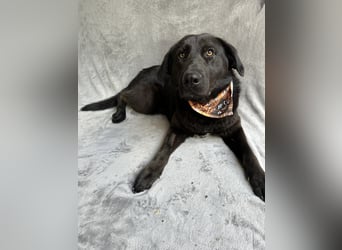 Balu (Ragnar) Großer Kuschelbär sucht seine Menschen