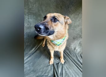 Sabrina - Treue Schäferhundseele sucht ihr Für-immer-Zuhause