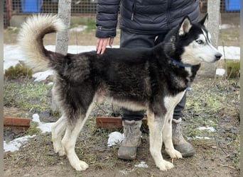 Zorro -Freundlich, sportlich und bereit für Abenteuer!