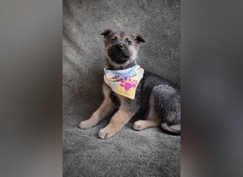 Pumuckl - fröhlicher, sozialer Welpe sucht aktive Familie