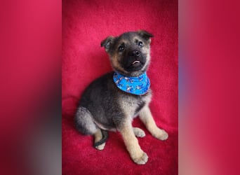 Pumuckl - fröhlicher, sozialer Welpe sucht aktive Familie