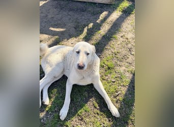 Hera - Sanfte Hündin sucht ihr Zuhause