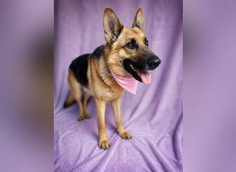 Sabrina - Treue Schäferhundseele sucht ihr Für-immer-Zuhause