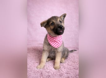 Sissi - Schäferhundwelpe sucht ihre Menschen