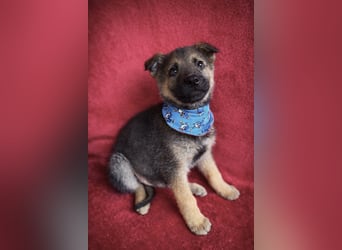 Pumuckl - fröhlicher, sozialer Welpe sucht aktive Familie