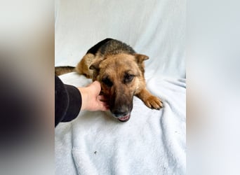 Sabrina - Treue Schäferhundseele sucht ihr Für-immer-Zuhause