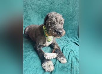 Camilia - Sanfte Hundedame sucht einfühlsame Menschen!