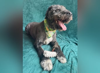Camilia - Sanfte Hundedame sucht einfühlsame Menschen!