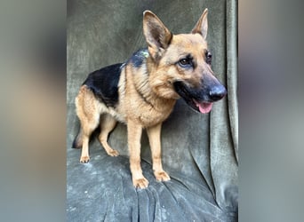 Sabrina - Treue Schäferhundseele sucht ihr Für-immer-Zuhause