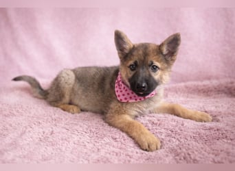 Mulan - tolle aufgeweckte Welpin sucht ihre Familie