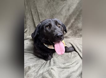 Balu (Ragnar) Großer Kuschelbär sucht seine Menschen