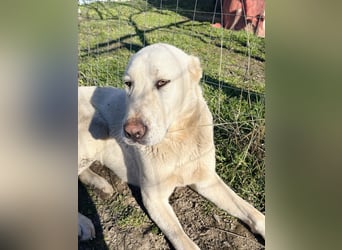 Hera - Sanfte Hündin sucht ihr Zuhause