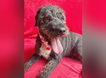 Camilia - Sanfte Hundedame sucht einfühlsame Menschen!
