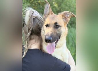 Polly Intelligente Powerhündin sucht aktive Menschen