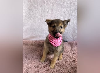 Sissi - Schäferhundwelpe sucht ihre Menschen