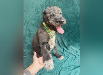 Camilia - Sanfte Hundedame sucht einfühlsame Menschen!