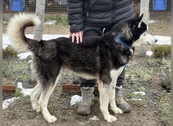 Zorro -Freundlich, sportlich und bereit für Abenteuer!