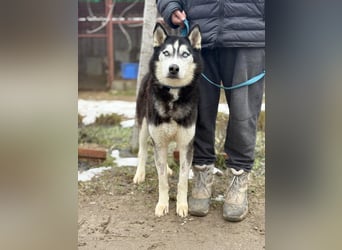 Zorro -Freundlich, sportlich und bereit für Abenteuer!