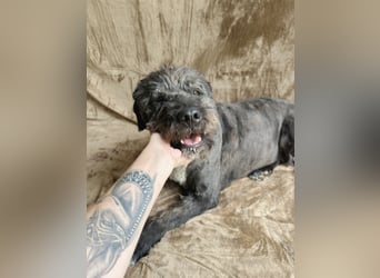 Camilia - Sanfte Hundedame sucht einfühlsame Menschen!