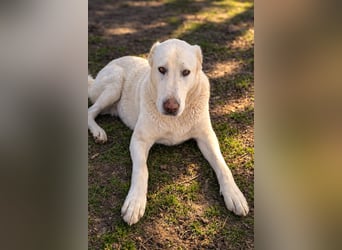 Hera - Sanfte Hündin sucht ihr Zuhause