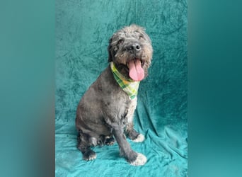 Camilia - Sanfte Hundedame sucht einfühlsame Menschen!