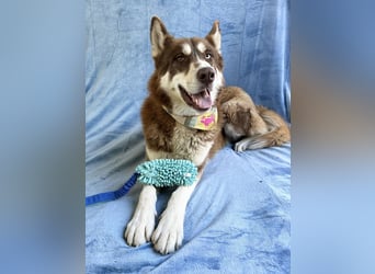 Zahid - Beeindruckender Husky-Mix sucht geduldiges Zuhause *bald in 71711 Murr*