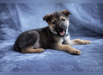 Pumuckl - fröhlicher, sozialer Welpe sucht aktive Familie