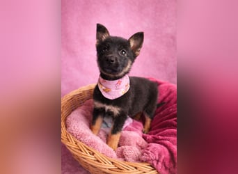 Heidi - Schäferhündin wartet sehnlichst auf Familie mit vielen Abenteuern