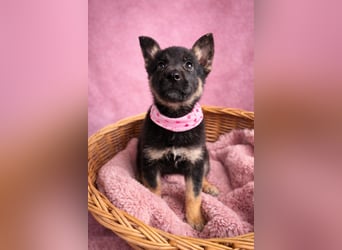 Heidi - Schäferhündin wartet sehnlichst auf Familie mit vielen Abenteuern