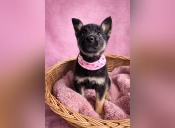 Heidi - Schäferhündin wartet sehnlichst auf Familie mit vielen Abenteuern