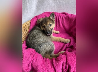 Sissi - Schäferhundwelpe sucht ihre Menschen