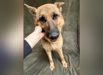 Sabrina - Treue Schäferhundseele sucht ihr Für-immer-Zuhause