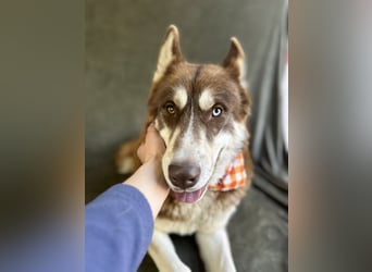 Zahid - Beeindruckender Husky-Mix sucht geduldiges Zuhause *bald in 71711 Murr*