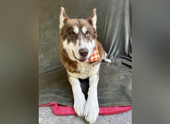 Zahid - Beeindruckender Husky-Mix sucht geduldiges Zuhause *bald in 71711 Murr*