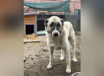 Fiume . rundum verträglicher Rieße sucht sein Happy End!
