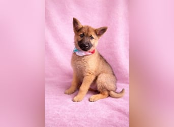 Mulan - tolle aufgeweckte Welpin sucht ihre Familie