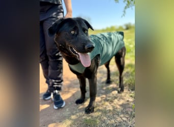 Balu (Ragnar) Großer Kuschelbär sucht seine Menschen
