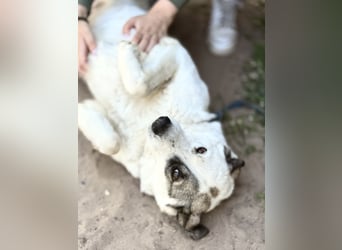 Zela Liebevolle, menschenbezogene Hündin sucht ihr Glück