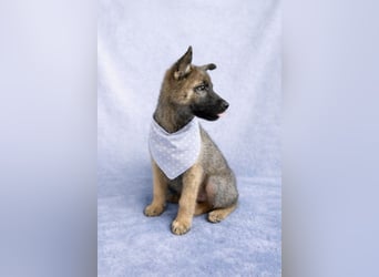 Mogli - neugieriger, menschenbezogener Welpe sucht liebevolles Zuhause