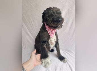 Camilia - Sanfte Hundedame sucht einfühlsame Menschen!