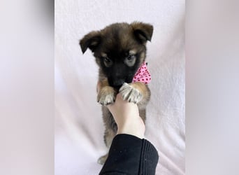 Bibi - mutige Schäferhündin möchte hoch hinaus !