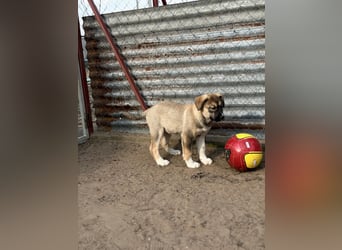 Nuria - Verspielte Nuria möchte die Welt entdecken