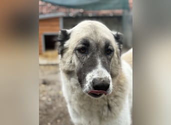 Fiume . rundum verträglicher Rieße sucht sein Happy End!