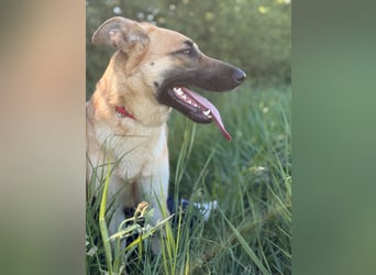 Polly Intelligente Powerhündin sucht aktive Menschen
