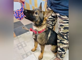 Ariel - Herzenshund auf der Suche nach Geborgenheit