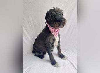 Camilia - Sanfte Hundedame sucht einfühlsame Menschen!