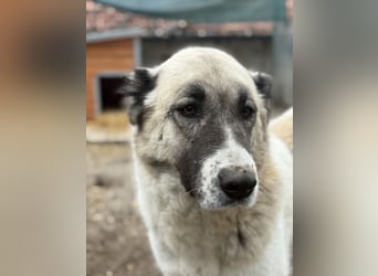 Fiume . rundum verträglicher Rieße sucht sein Happy End!